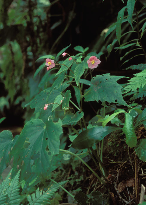 マルヤマシュウカイドウ1