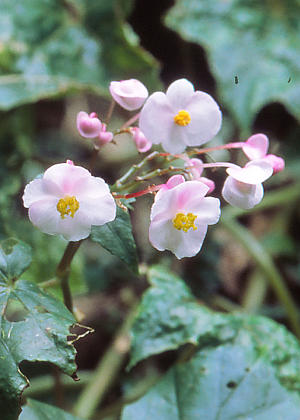 �ԂQ(�W�g�F)