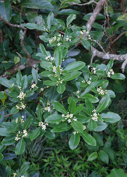 �I�L�i���g�x��