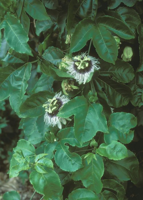 クダモノトケイソウ