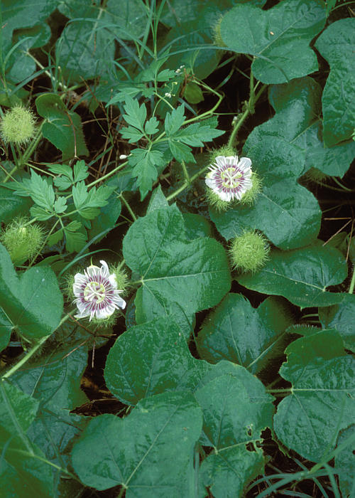 クサトケイソウ1