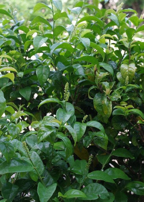 コウトウヤマヒハツ1