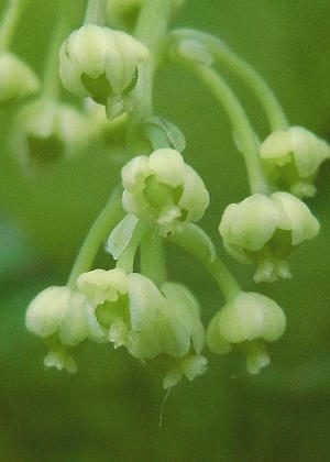 �ԂP(����)