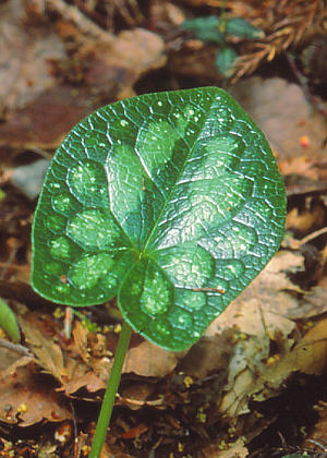 �t�Q(�_���)