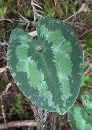 �t�P(�_���)