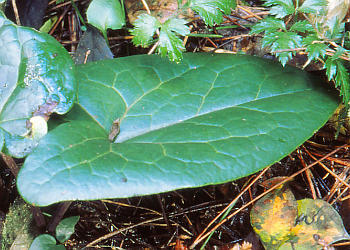 �t�P(����)