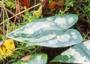 �t�Q(�_���)