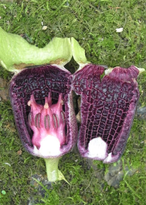 �ԂT(�ӓ�����)