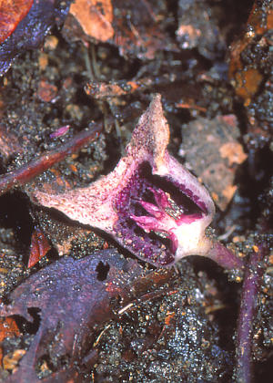 �ԂR(�ӓ�����)