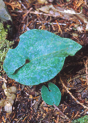 �t�R(����)