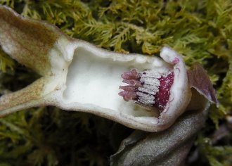 �ԂT(�ӓ�����)