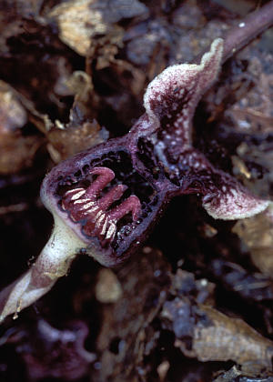 �ӓ�����