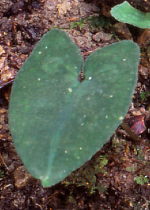 �t�P(����)