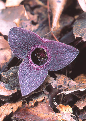 �ԂR(����)