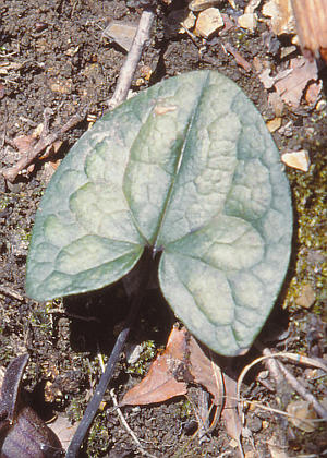 �t�P(����)