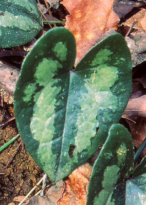 �t�Q(�_��)