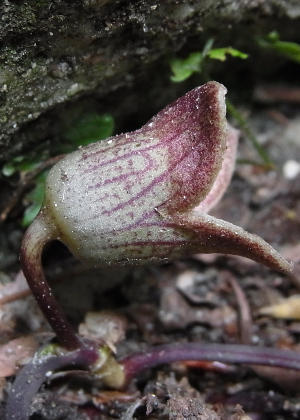 �ԂR(�ԑ���)