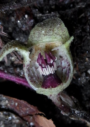 �ԂS(�ӓ�����)