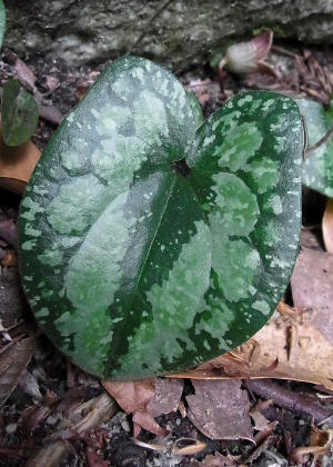 �t�P(�_���)