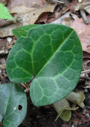 �t�P(�T�b��)