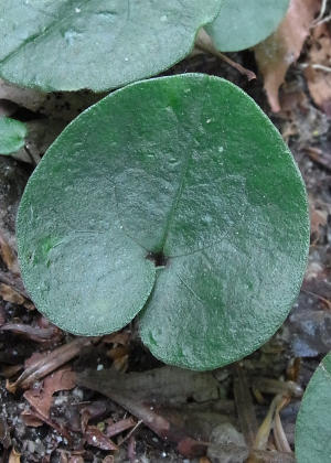 �t�P(����P)