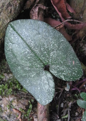 �t�P(����Q)