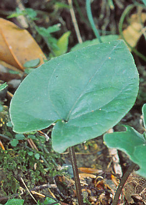 �t�R(����)