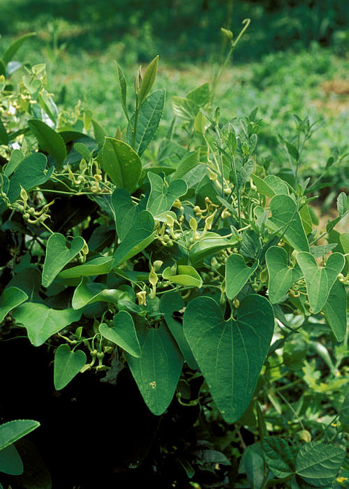 �}���o�E�}�m�X�Y�N�T�P