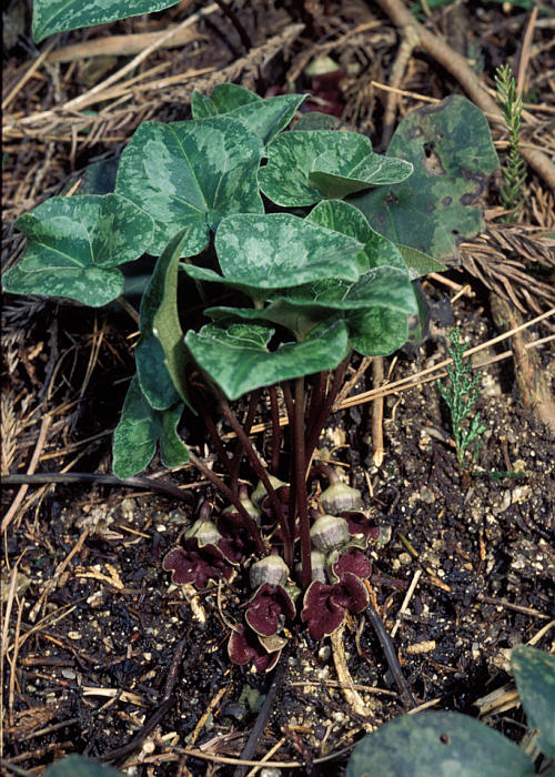 �~���R�A�I�C�P