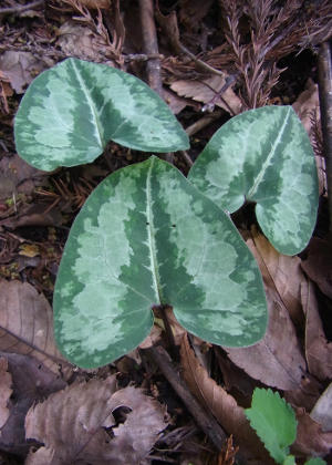 �t�P(�_���j