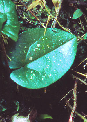 �t�P(����)