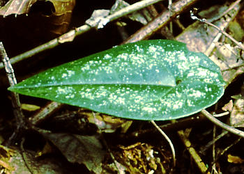 �t�Q(����)