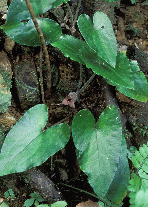 オナガサイシン1