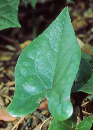 �t�P(����)