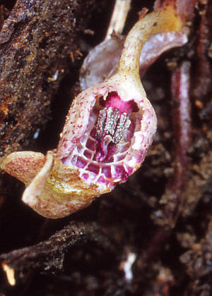 �ԂT(�ӓ�����)