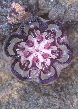 �ԂR(�ӓ��f��)