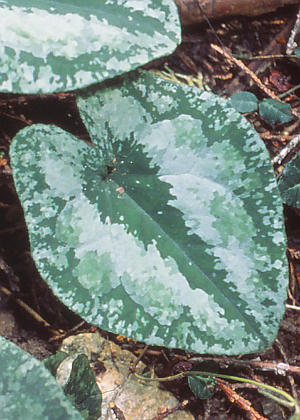 �t�P(�_���)