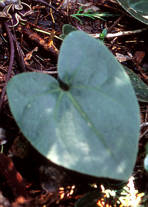 �t�Q(����)