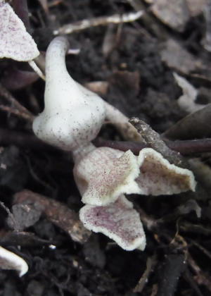 �ԂS(����)