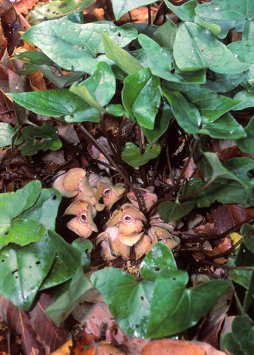 �V���o�i�������E�A�I�C(����)