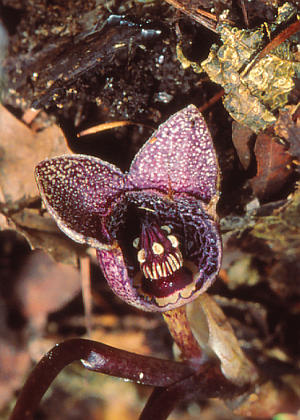 �ԂR(�ӓ�����)