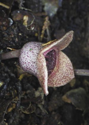 �ԂU(����)