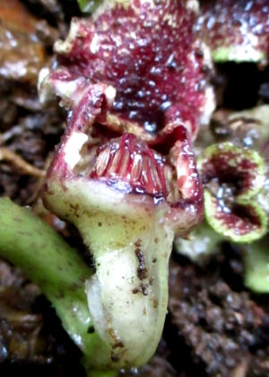 �ӓ�����