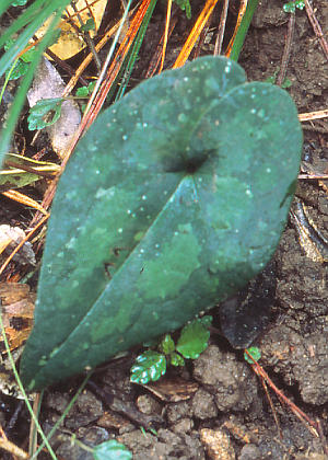 �t�P(�_���)