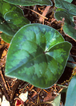 �t�P(�_��)