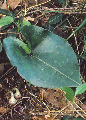 �t�Q(����)