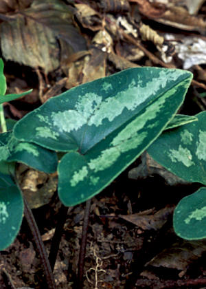 �t�P(�_���)