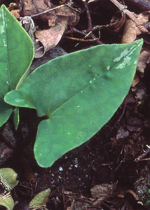 �t�Q(����)