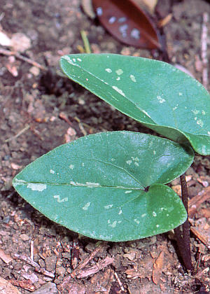 �t�R(���ה�)