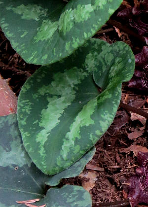 �t�P(�_���)